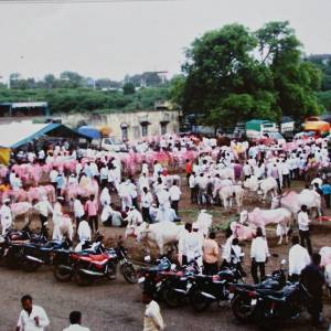 baila_bajara-sevagava_original